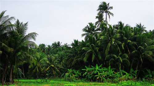 德克隆旅行车（德克隆线上）